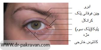آناتومی سطحی چشم در نمای ظاهری